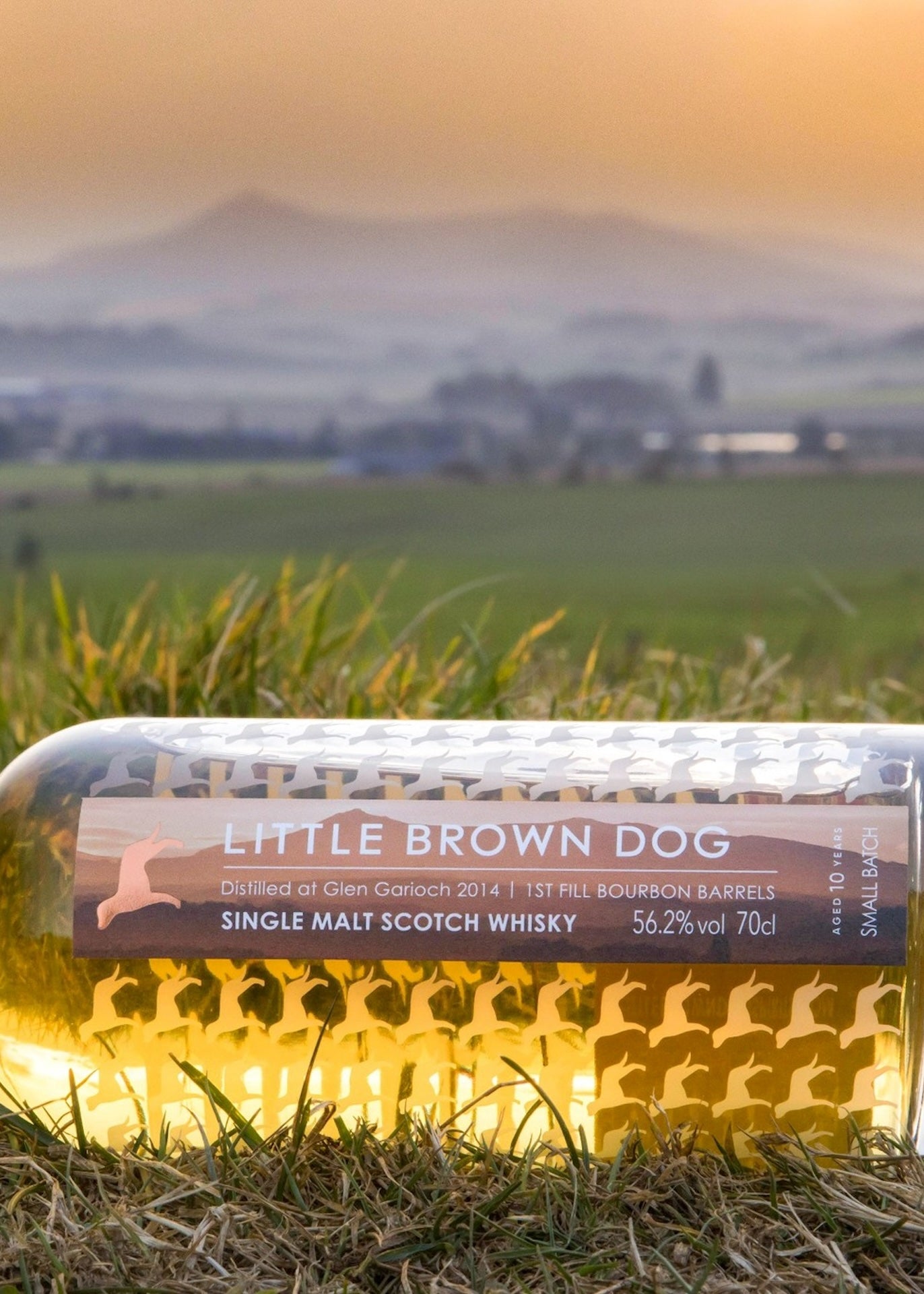 Little Brown Dog Glen Garioch 10 Year Old