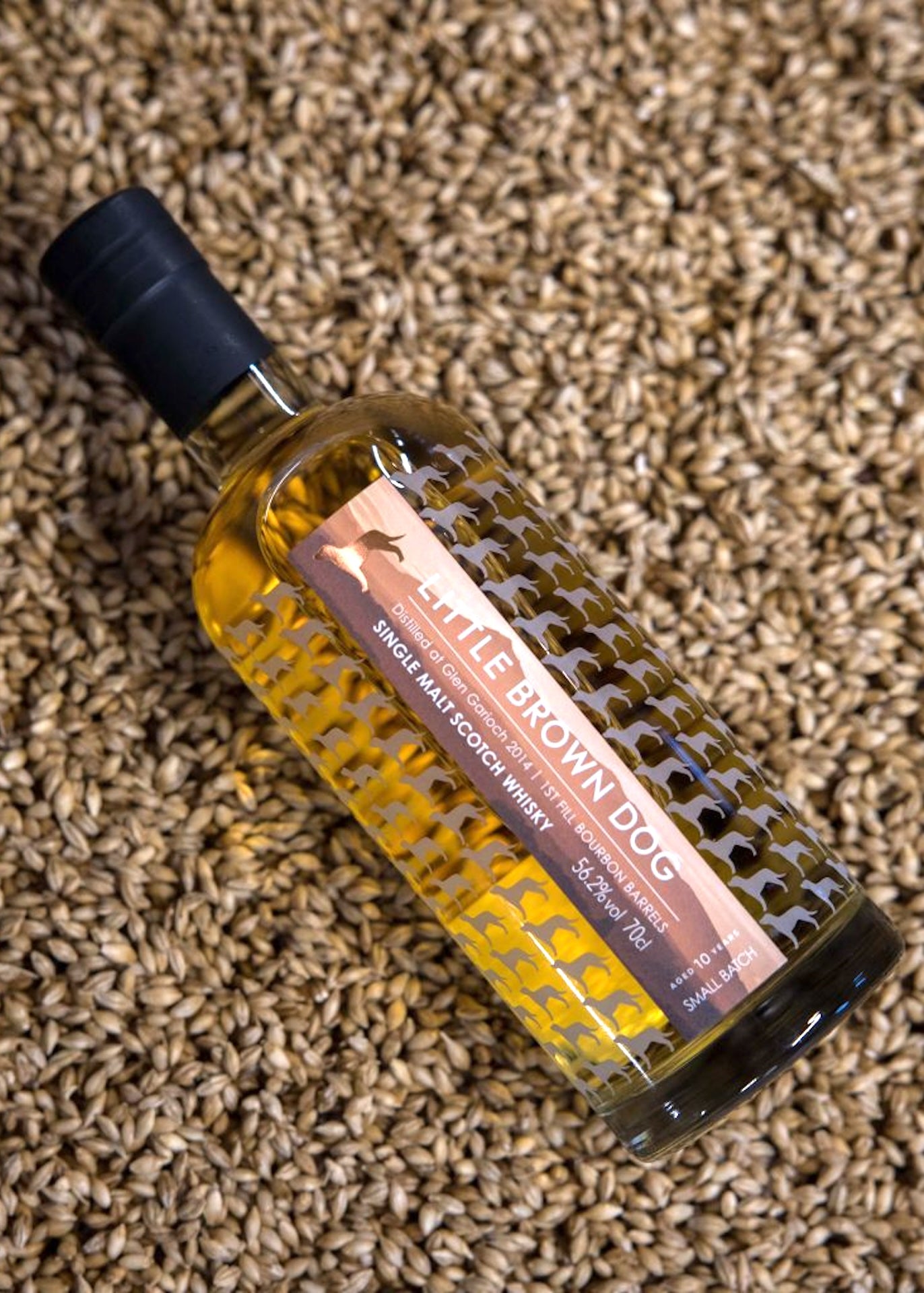 Little Brown Dog Glen Garioch 10 Year Old