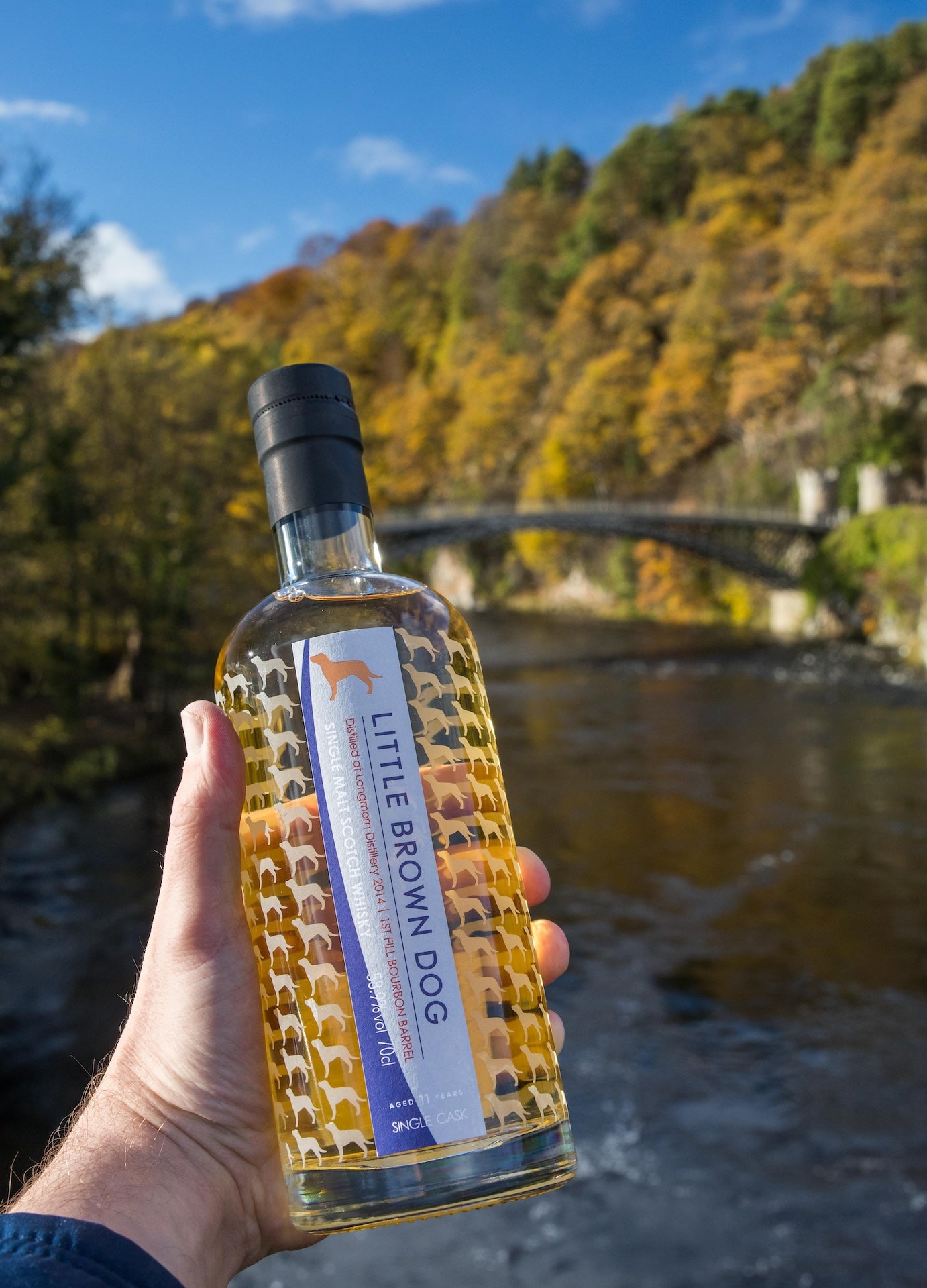 Little Brown Dog Longmorn 11 Year Old